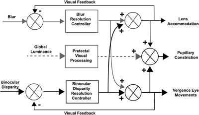 Patterns of Pupillary Activity During Binocular Disparity Resolution